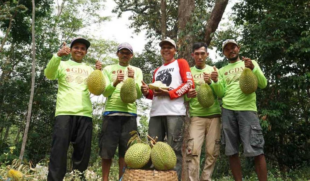petani durian organik