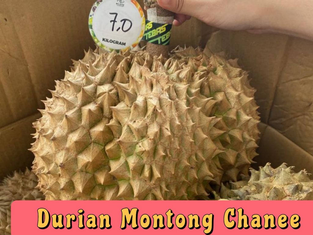 buah durian montong chanee