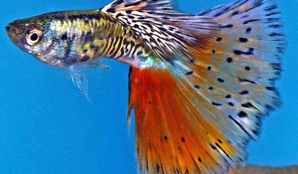 ikan guppy multicolor