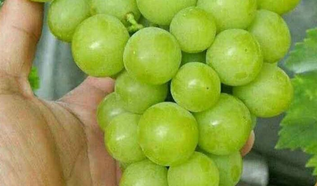 buah anggur hijau