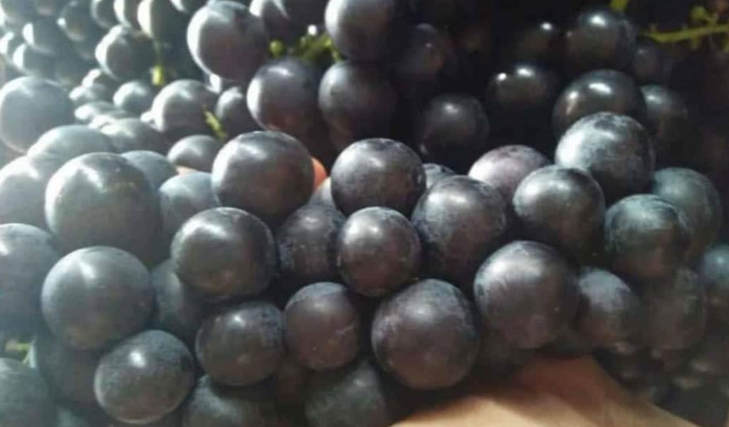 buah anggur hitam