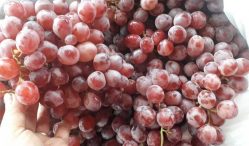 Berapa Update Harga Buah Anggur Terkini 2021?