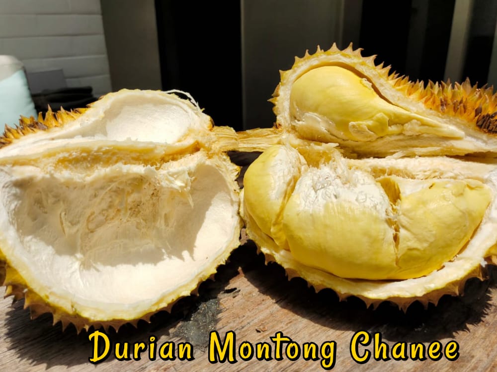 buah durian montong chanee