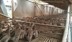 Berapa Update Harga Bebek Petelur 2021?