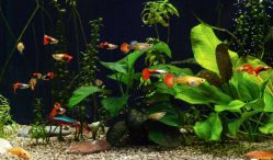 Ini Dia Harga Ikan Guppy Terkini 2021 Lengkap