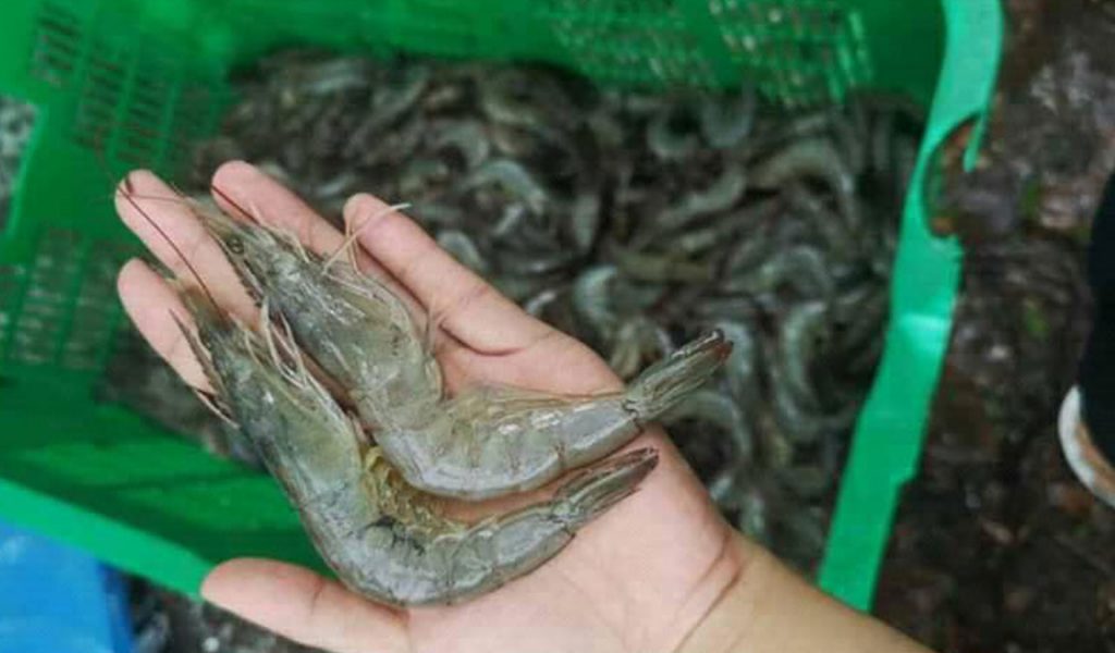 harga udang vaname sesuai ukuran