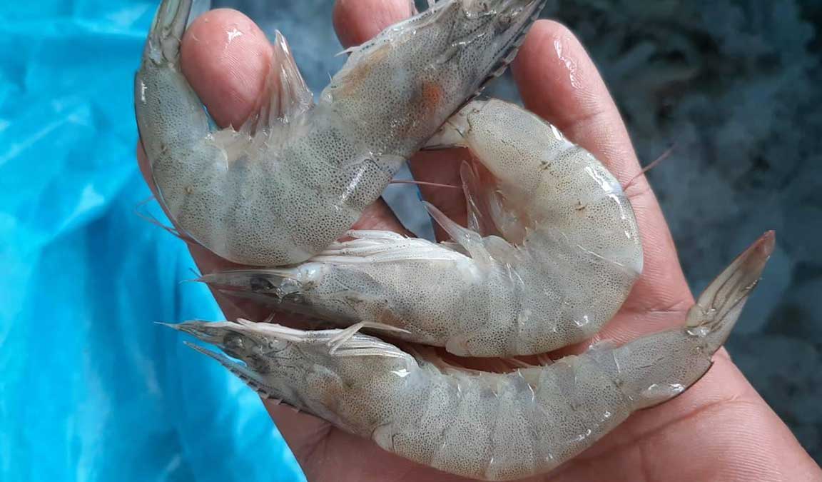 Cari Tau Harga Udang Vaname Terbaru 2021 Aplikasi Pertanian Media Agribisnis Gdm Agri