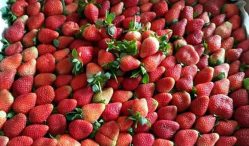 Mau Tau Update Daftar Harga Strawberry 2021 ?