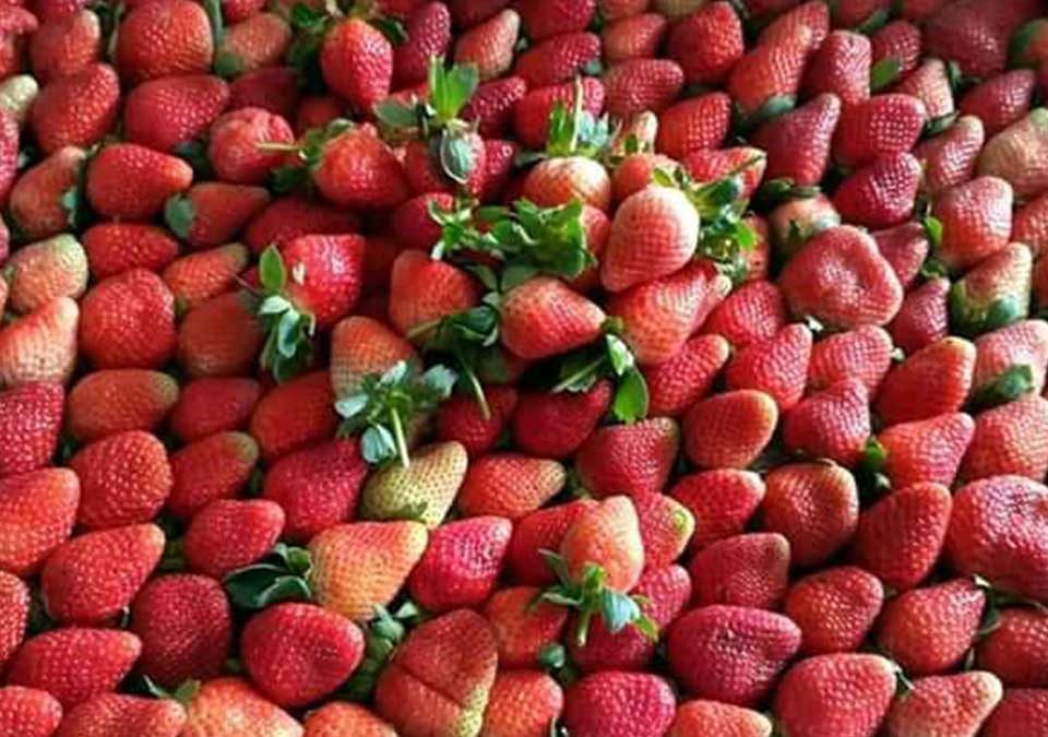 Harga buah strawberry