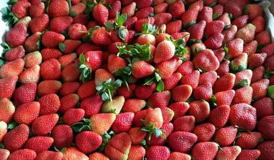 Harga buah strawberry