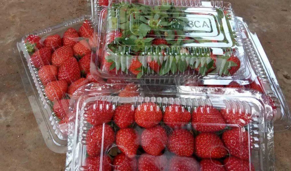 buah strawberry lokal