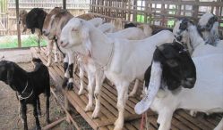Berikut Ini Harga Kambing Terupdate 2021 Berdasarkan Jenisnya