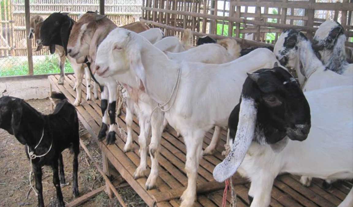 harga kambing