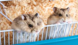 Daftar Harga Hamster Lengkap 2021 dan Aneka Ragam Jenisnya