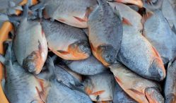 Harga Ikan Bawal dan Bibitnya Lengkap 2021 Beserta Peluang Bisnisnya