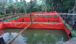 Jenis Ikan Konsumsi yang Dibudidayakan, Cocok Untuk Bisnis