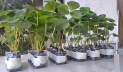 Jual Beli Bibit Strawberry Terlengkap 2021