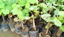 Jual Beli Bibit Anggur Terkini 2021