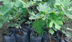 Jual Beli Bibit Buah Tin Paling Lengkap 2021