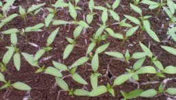 bibit cabe