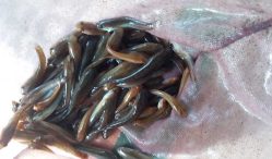 Jual Beli Bibit Ikan Gabus Terbaru 2021