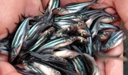 Jual Beli Bibit Ikan Patin Berkualitas 2021