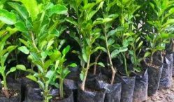 Jual Beli Bibit Buah Jeruk Terlengkap 2021, Beserta Spesifikasinya