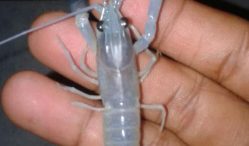 Harga Bibit Lobster Air Tawar Murah, Ini Jenis dan Kisaran Harganya!
