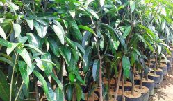 Jual Beli Bibit Mangga Paling Lengkap 2021
