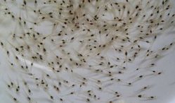 Jual Bibit Udang Vaname Berkualitas, Tinggi Produktivitas