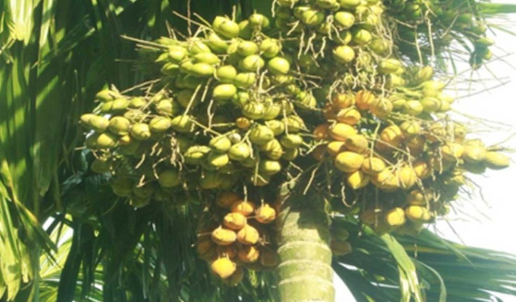 buah pinang kelapa