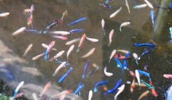 Harga Bibit Ikan Cupang 2021, Terlengkap