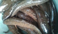 Harga Ikan Gabus Air Tawar 2021 Paling Lengkap