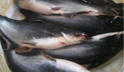 Daftar Harga Ikan Patin Terbaru 2021 Lengkap