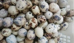 Daftar Harga Telur Puyuh Terkini 2021