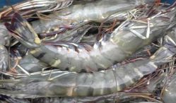 Harga Udang Windu 2021 Lengkap dengan Peluang Bisnis