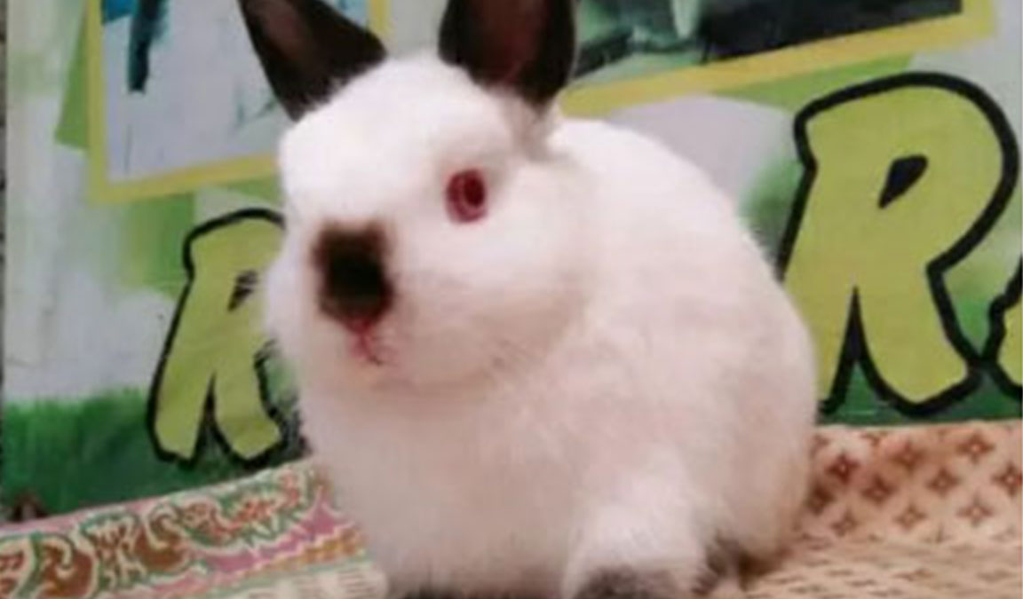 Kisaran Harga Kelinci Hias Berdasarkan Ras