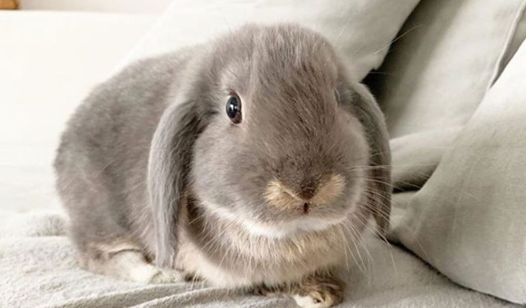 Kisaran Harga Kelinci Dutch di Pasaran