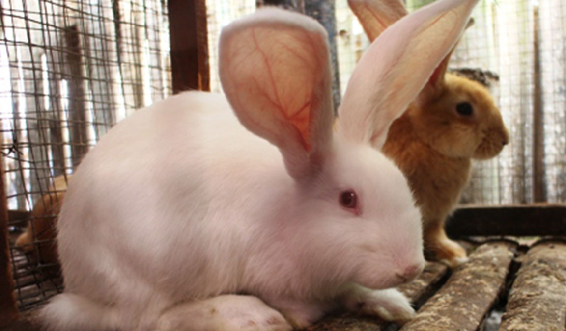Kisaran Harga Anak Kelinci di Pasaran