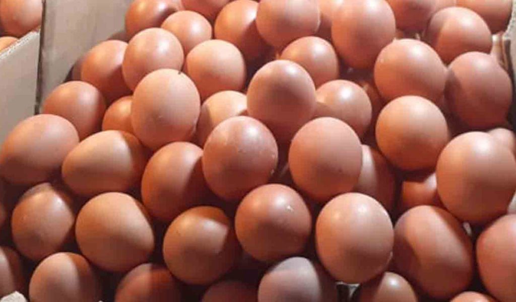 cara memilih telur ayam