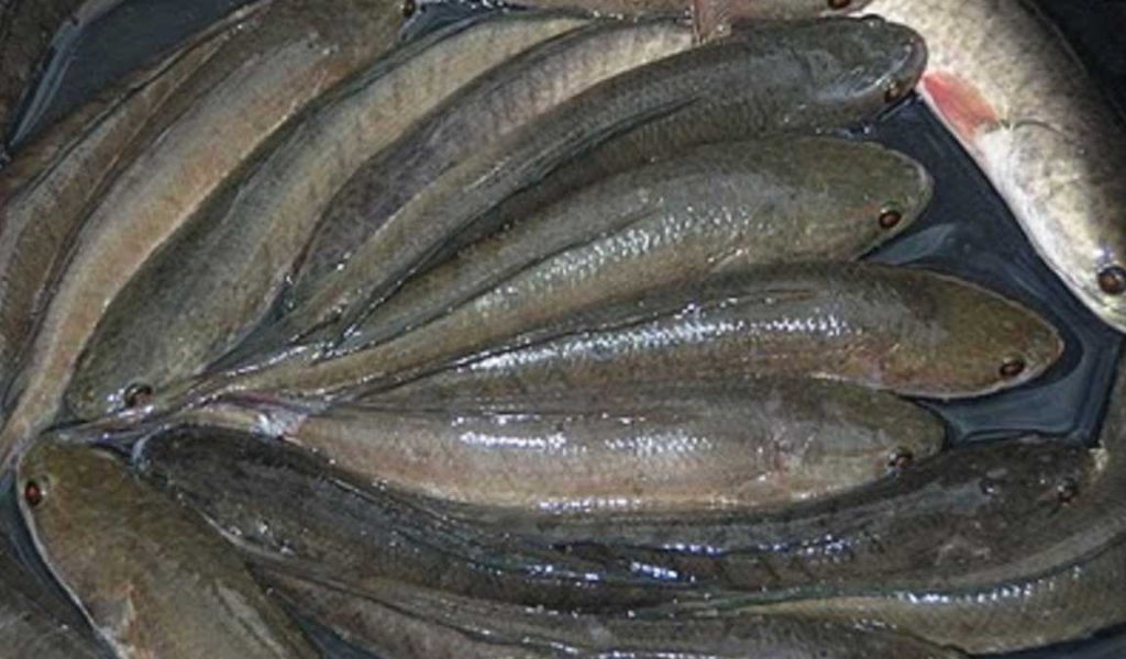 potensi pasar ikan gabus