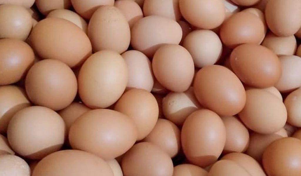 prospek bisnis telur ayam