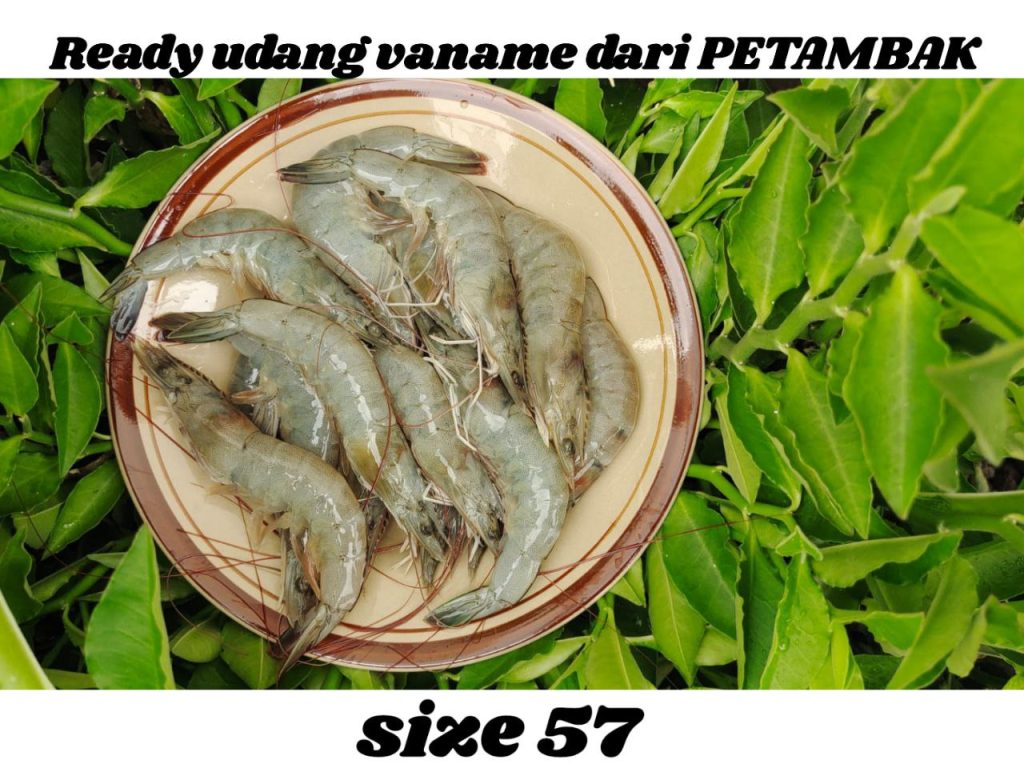 Harga Udang Putih Besar Estebantarohurst